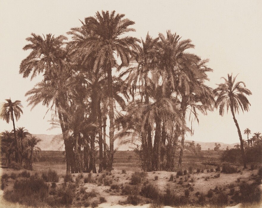 The image shows a cluster of tall palm trees in the center. The horizon line is low, with faint hills and foliage visible in the background. The image is sepia-toned. The ground has small shrubs and grasses, leading to the tall palm trees with sprawling fronds. More palms and vegetation are visible in the distance, creating a natural composition with an earthy color scheme that emphasizes textures.