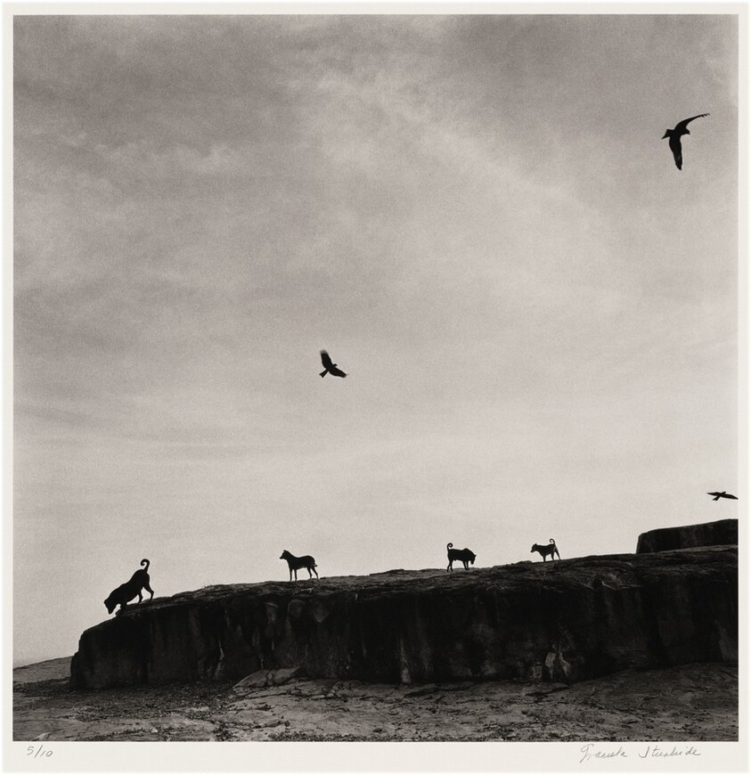 Perros perdidos, India (Lost Dogs, India)
