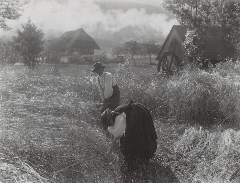 Harvesting, Black Forest