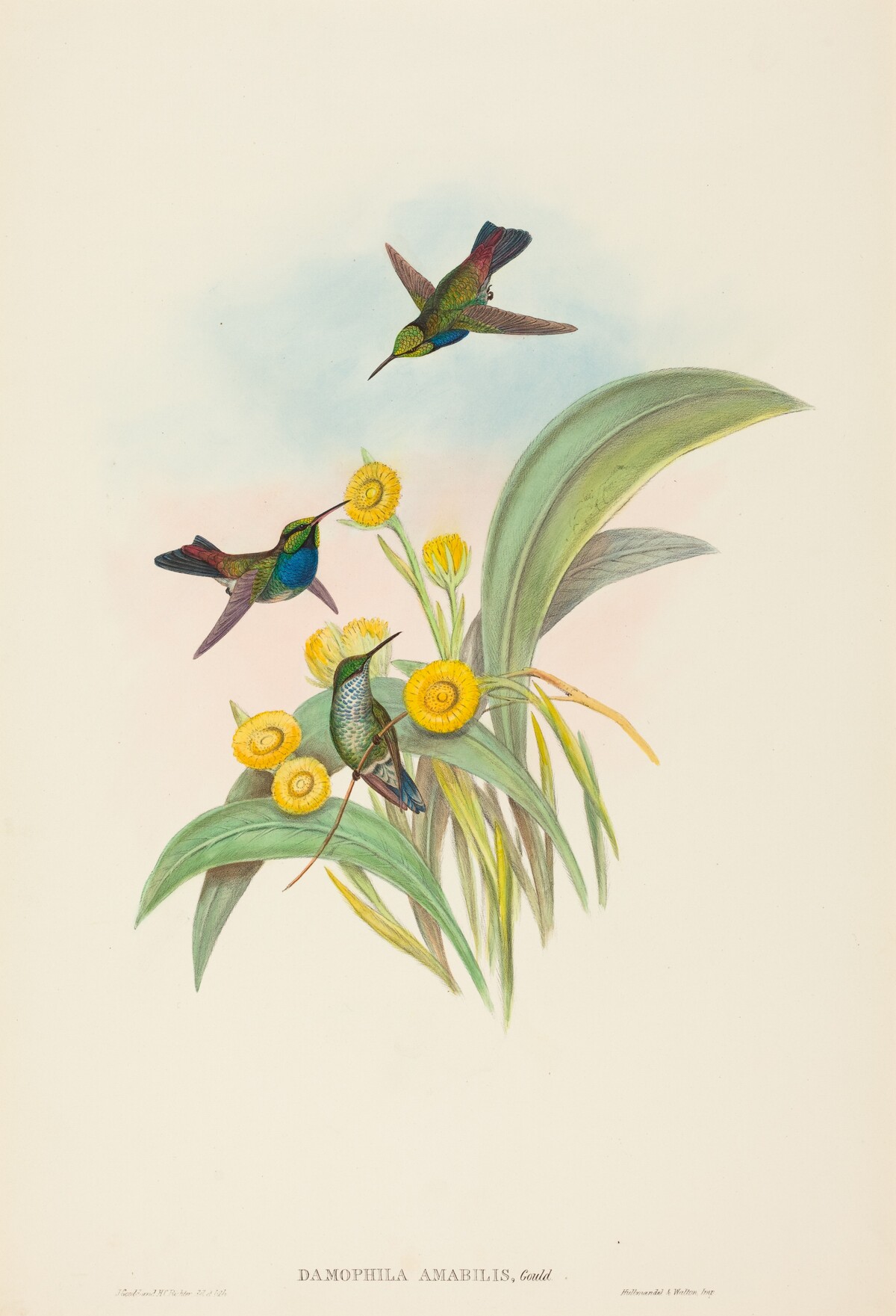 Damophila amabilis (Blue-breasted Hummingbird)