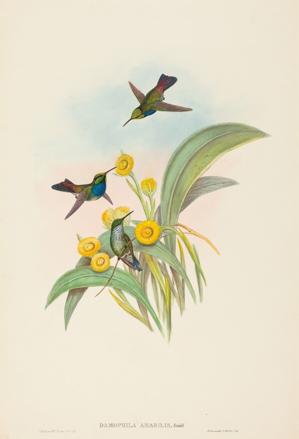 Damophila amabilis (Blue-breasted Hummingbird)