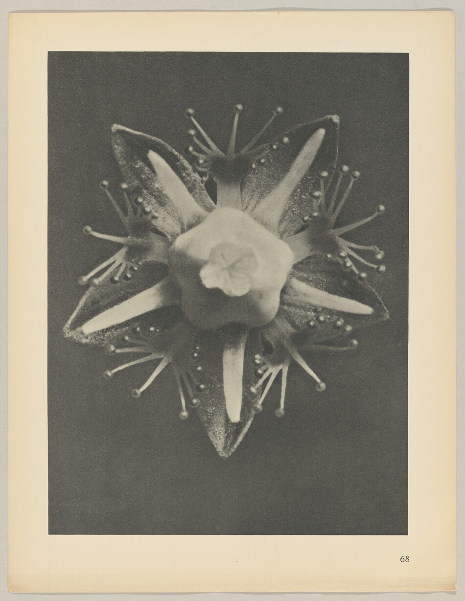 The image displays a symmetrical star-like flower with six petals and multiple protruding structures around its center. The color palette is monochrome, with the photo in black and white, showcasing the textures and details of the object. It is centrally positioned on the page with a dark background emphasizing its intricate details and symmetrical form.