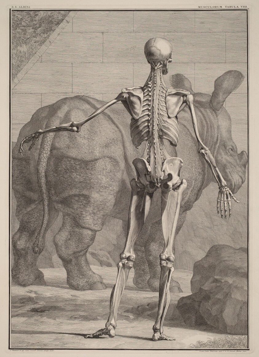 Musculorum Tabula VIII