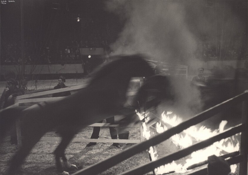 Horse Act, Circus, New York