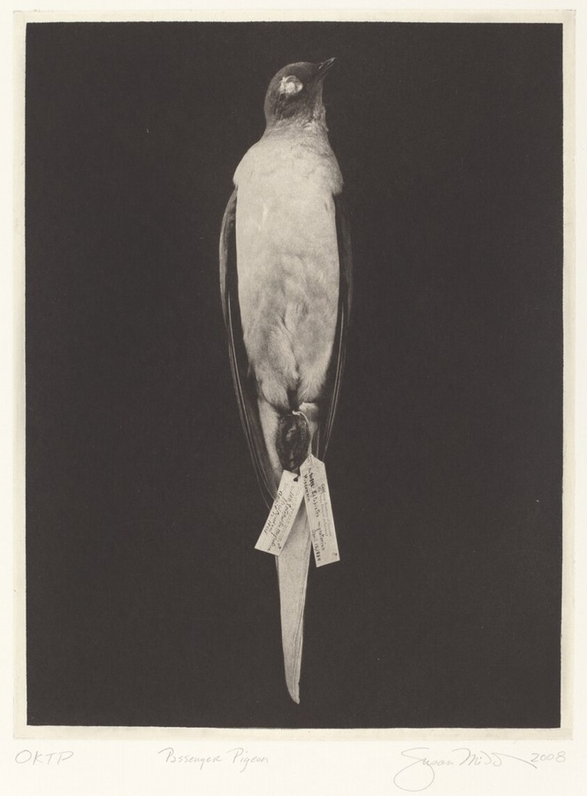 Passenger Pigeon
