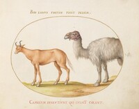 Plate 5: An Ox and a Camel, Joris Hoefnagel, c.1575/1590s