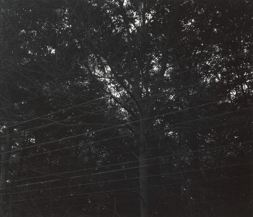 The image shows a dense cluster of trees with branches and leaves forming a lattice against the sky. Tall tree trunks reach upwards, branches extend across the frame, and no distinct horizon is visible. There are parallel lines, likely wires, intersecting the branches. The photograph is black and white, contrasting the dark trees with patches of lighter sky. The color palette includes deep blacks, grays, and subtle highlights, emphasizing the tree silhouettes and the wires.