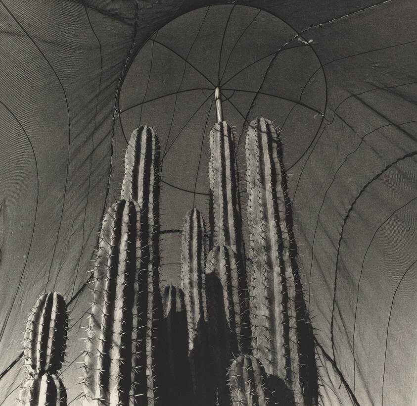 Jardín Botánico de Oaxaca, México (Oaxaca Botanical Garden, Mexico)