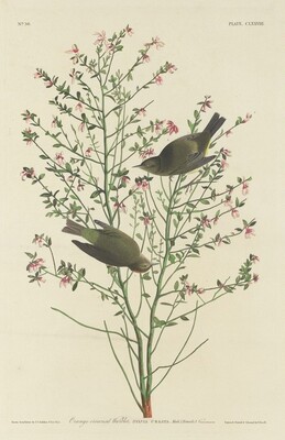 Orange-crowned Warbler, Robert Havell after John James Audubon, 1833