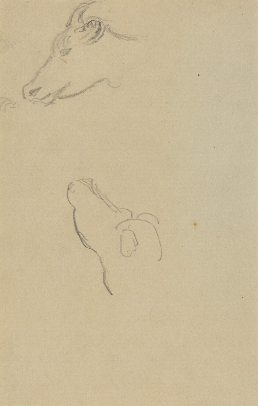 Head of a Cow [recto]