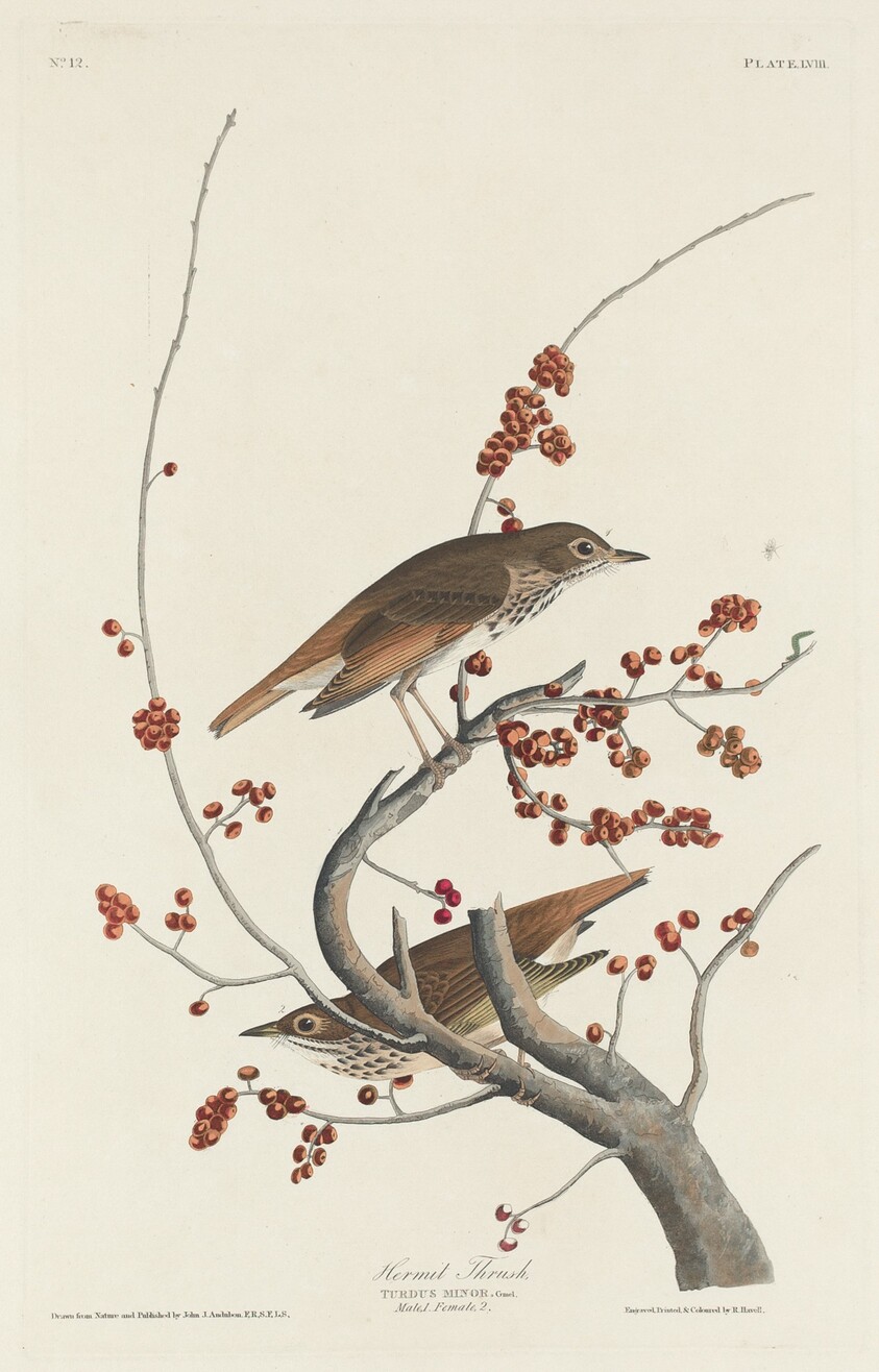Hermit Thrush
