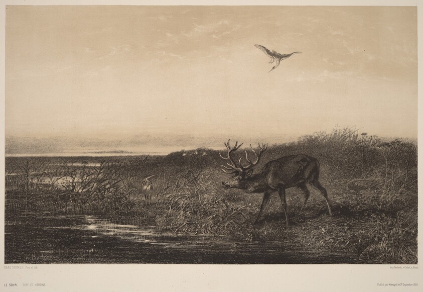 Le Soir.  Cerf et Herons