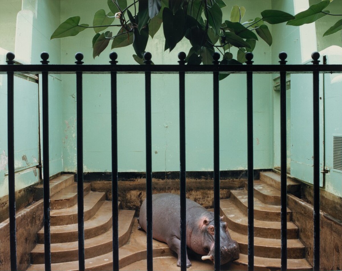 Hippopotamus, Brookfield Zoo, Chicago