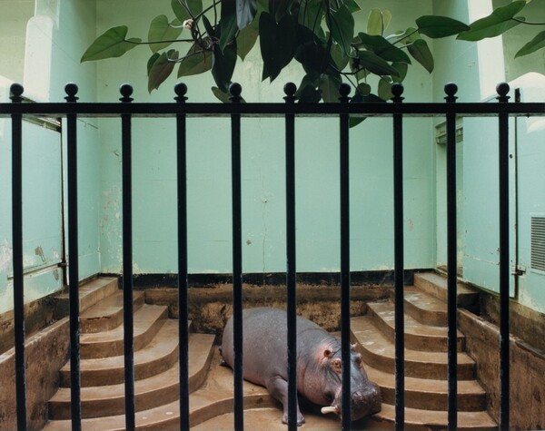 Hippopotamus, Brookfield Zoo, Chicago