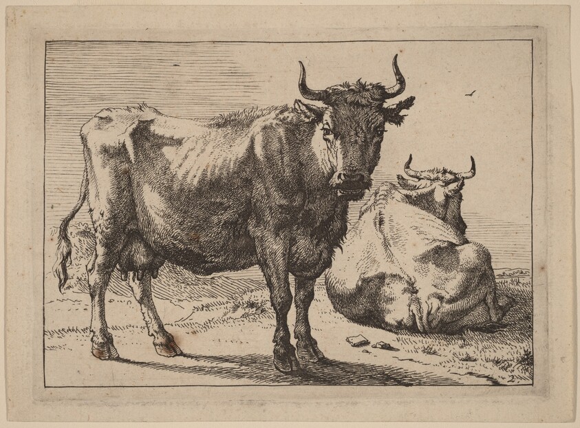 A Cow Standing and Another Lying Down