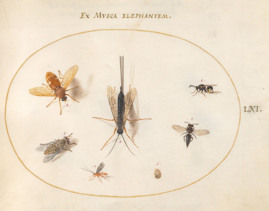 The image displays a group of insects of various shapes, sizes, and colors. The insects are arranged inside an oval outline.