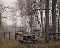 Wapiti, Metro Toronto Zoo, Volker Seding, Fall 1984, printed 1985