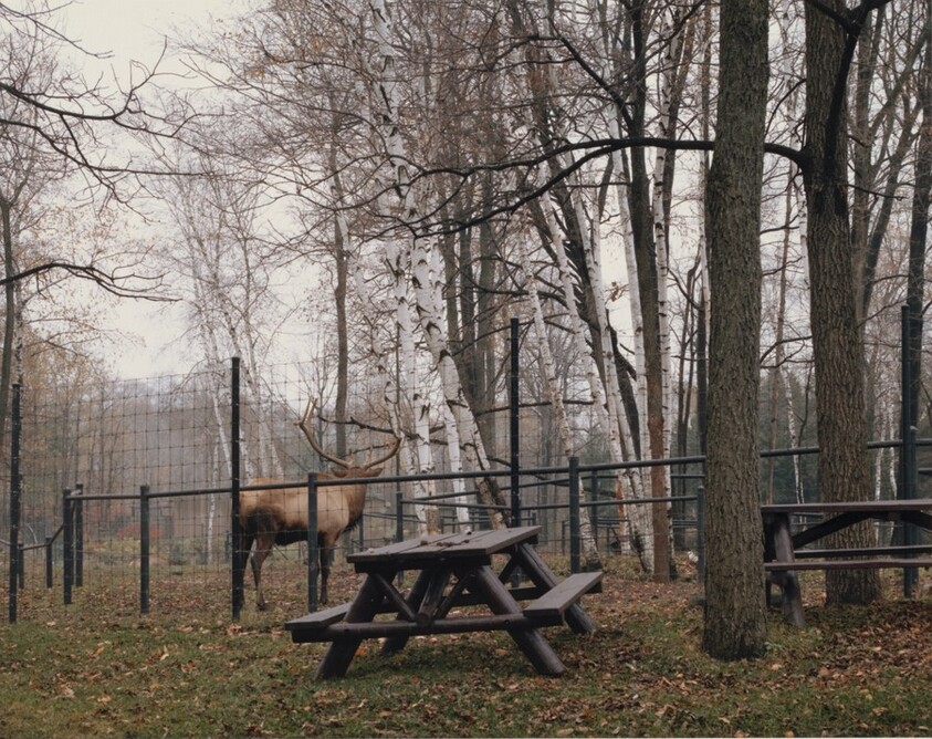 Wapiti, Metro Toronto Zoo