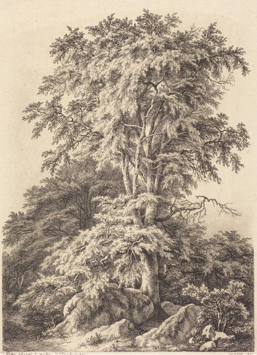The image depicts a large tree in the center, surrounded by a dense forest. The viewer's perspective is low, looking up at the tree's branches and foliage. The horizon is not visible. The artwork uses detailed brushstrokes to show texture in the tree, leaves, and ground. The color scheme is black and white, emphasizing contrast and details. The focus is on the tree's grandeur and its natural surroundings.