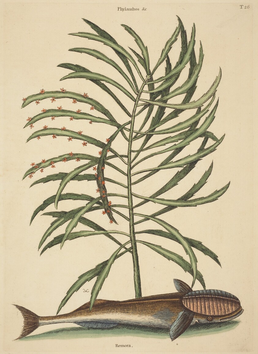 The Sucking Fish (Echeneis naucratis)