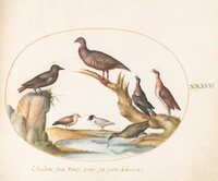 Plate 45: Spotted Nutcracker and Shore Birds, Joris Hoefnagel, c.1575/1590s