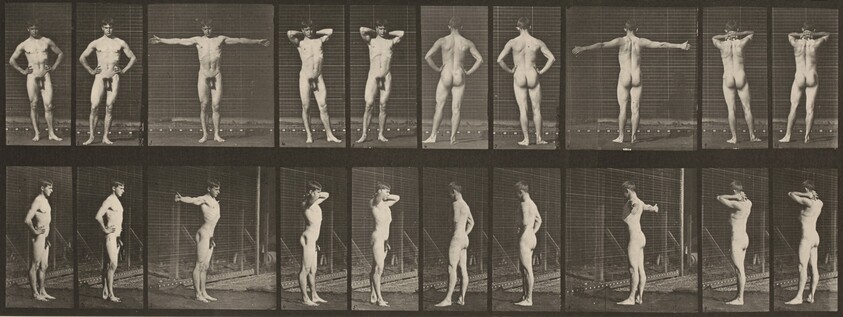 Plate Number 529. Various poses