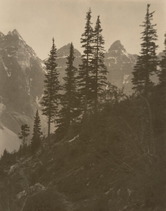 This sepia-toned photograph shows a mountainous landscape with tall, slender trees. The hill closest to us is covered in dark vegetation. Behind the trees, mountains rise with peaks partially covered in snow.