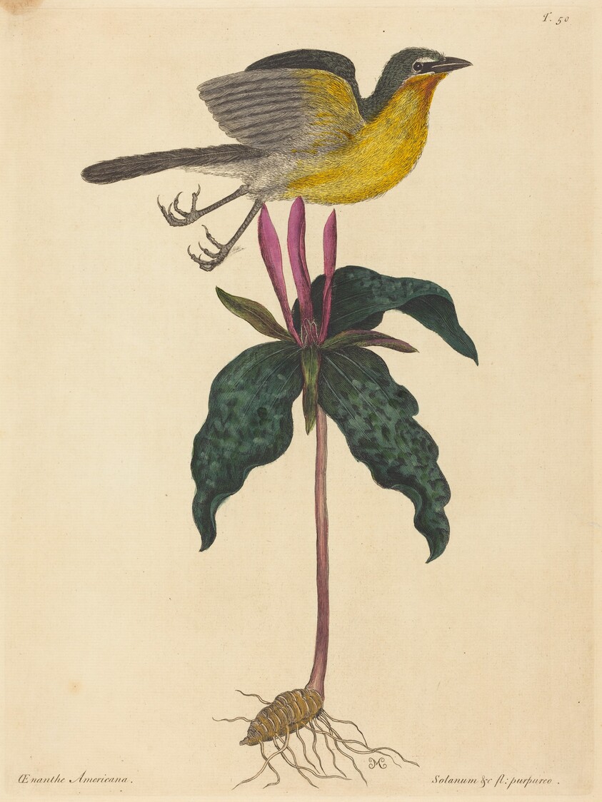 The Yellow-breasted Chat