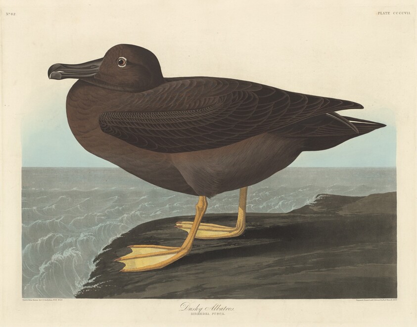 Dusky Albatros