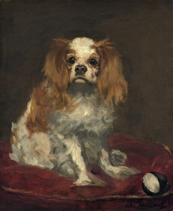 A long-haired, small white dog with tawny-brown ears and spots sits on a garnet-red cushion in this loosely painted vertical portrait. The dog looks just to our left with large, round, black eyes under perked eyebrows. Long, floppy ears hang to either side of its short muzzle. A snub black nose glistens over its downward curving mouth. The long fur on the dog’s body is painted with visible strokes in white and silvery gray. Its thin front legs are braced near a black and white ball, which rests at the edge of the cushion near the lower right corner of the composition. The background is coffee brown, and the artist signed the lower right corner with black paint, “ed. Manet.”