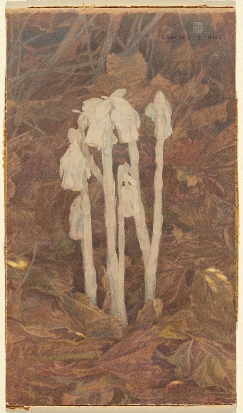 Indian Pipe