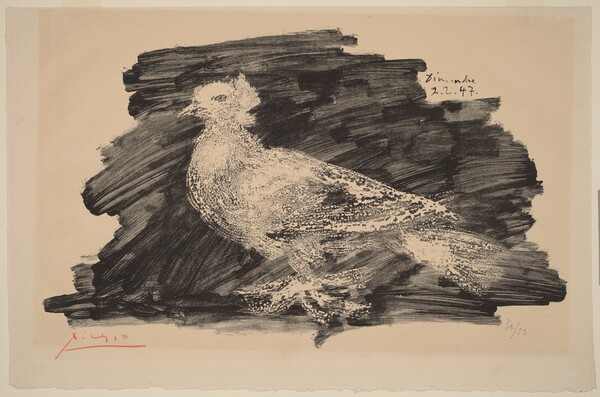 Pigeon with Gray Background (Pigeon au fond gris)