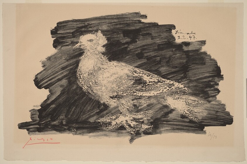 Pigeon with Gray Background (Pigeon au fond gris)