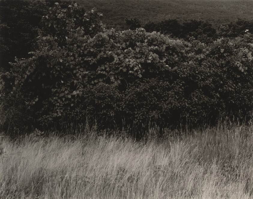 Hedge and Grasses—Lake George