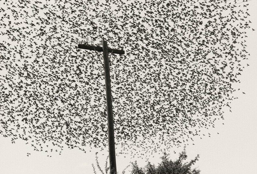 Pájaros en el poste, Guanajuato, México (Birds on the Post, Guanajuato, Mexico)