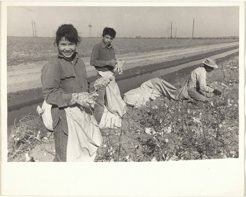 Cotton harvesters--between Houston and San Antonio, Texas