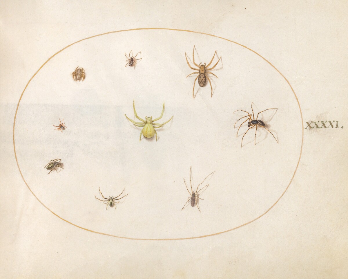 Plate 41: Yellow Spider Surrounded by Eight Spiders