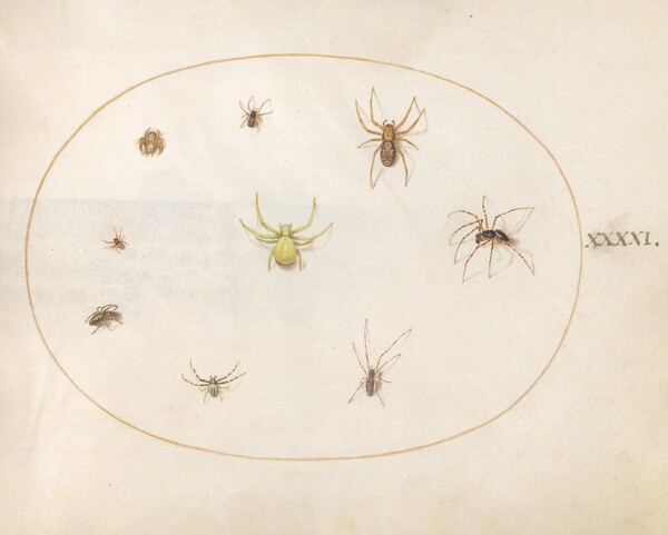 Plate 41: Yellow Spider Surrounded by Eight Spiders