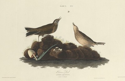 “Brown Lark”. Two birds, identified as a male and female Brown Lark, are perched on a mound of earth adorned with small mushrooms and grass, and a small insect flies above them in the center of the image.
