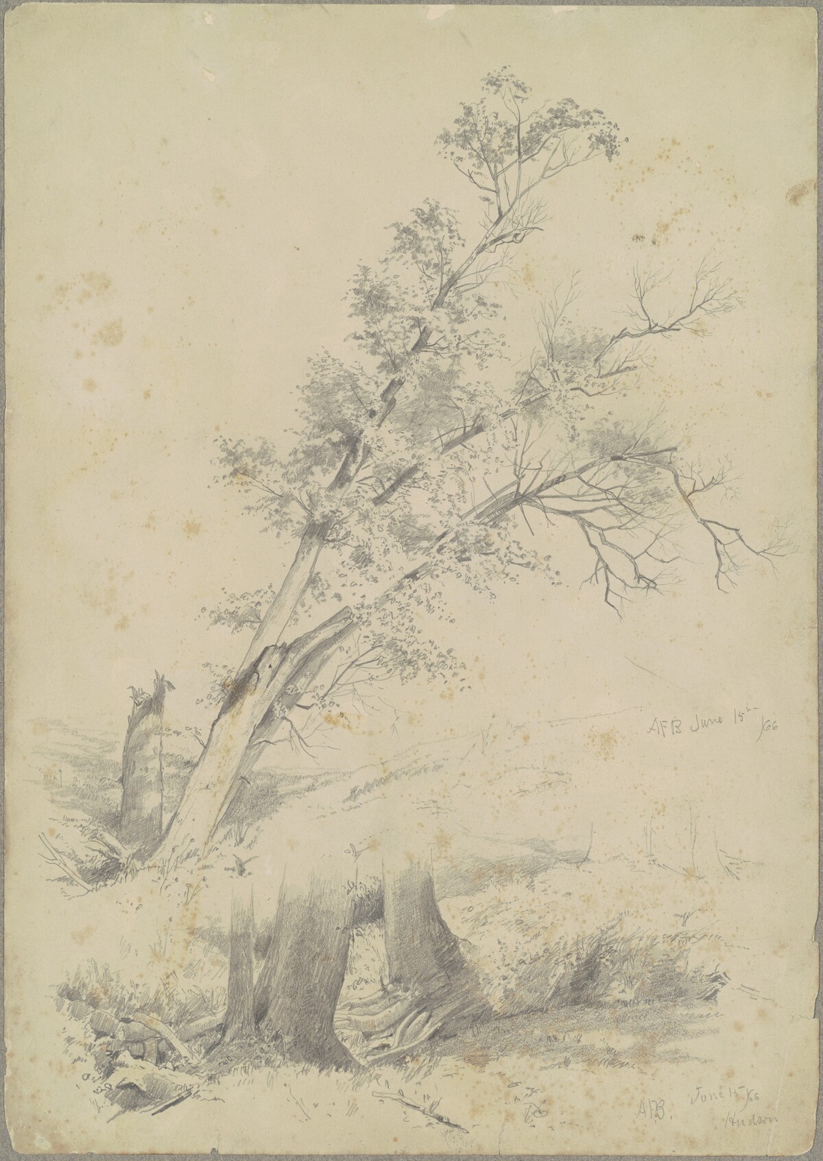 Trees, Hudson