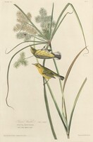 Prairie Warbler, Robert Havell after John James Audubon, 1827