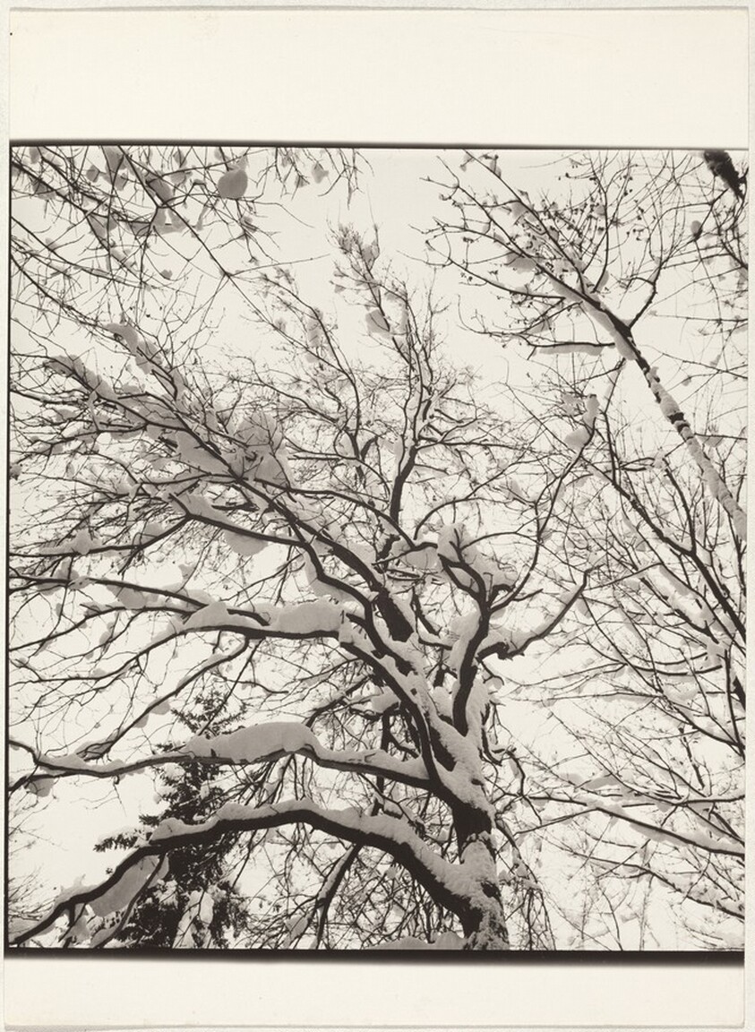 Snow-covered tree--Landscape