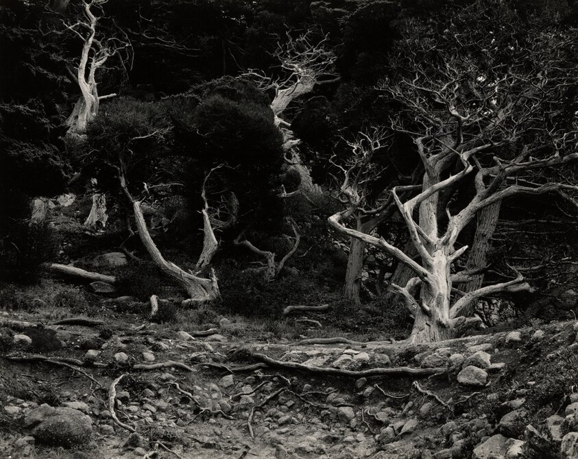 Cypress Grove, Point Lobos