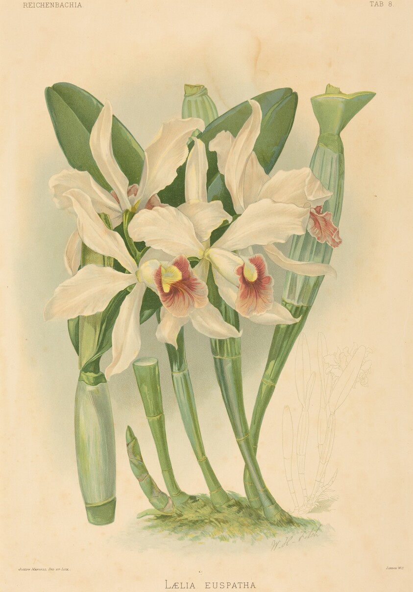 Laelia Euspatha