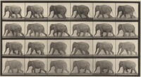 Plate Number 733. Elephant walking, Eadweard Muybridge, 1887