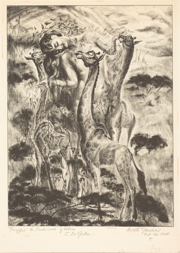 Giraffes: The Tenderness of Nature