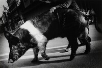 Inobuta (Hybrid Pig), Daidō Moriyama, 1976/1977, printed 2023