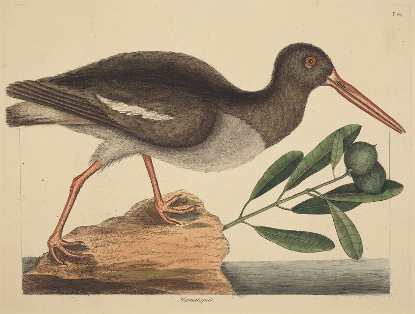The Oyster-catcher (Hoematopus ostralegus)