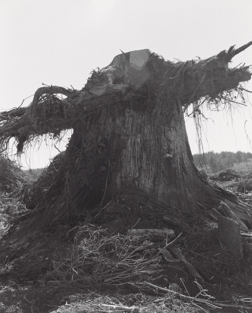 Clearcut, Coos County, Oregon