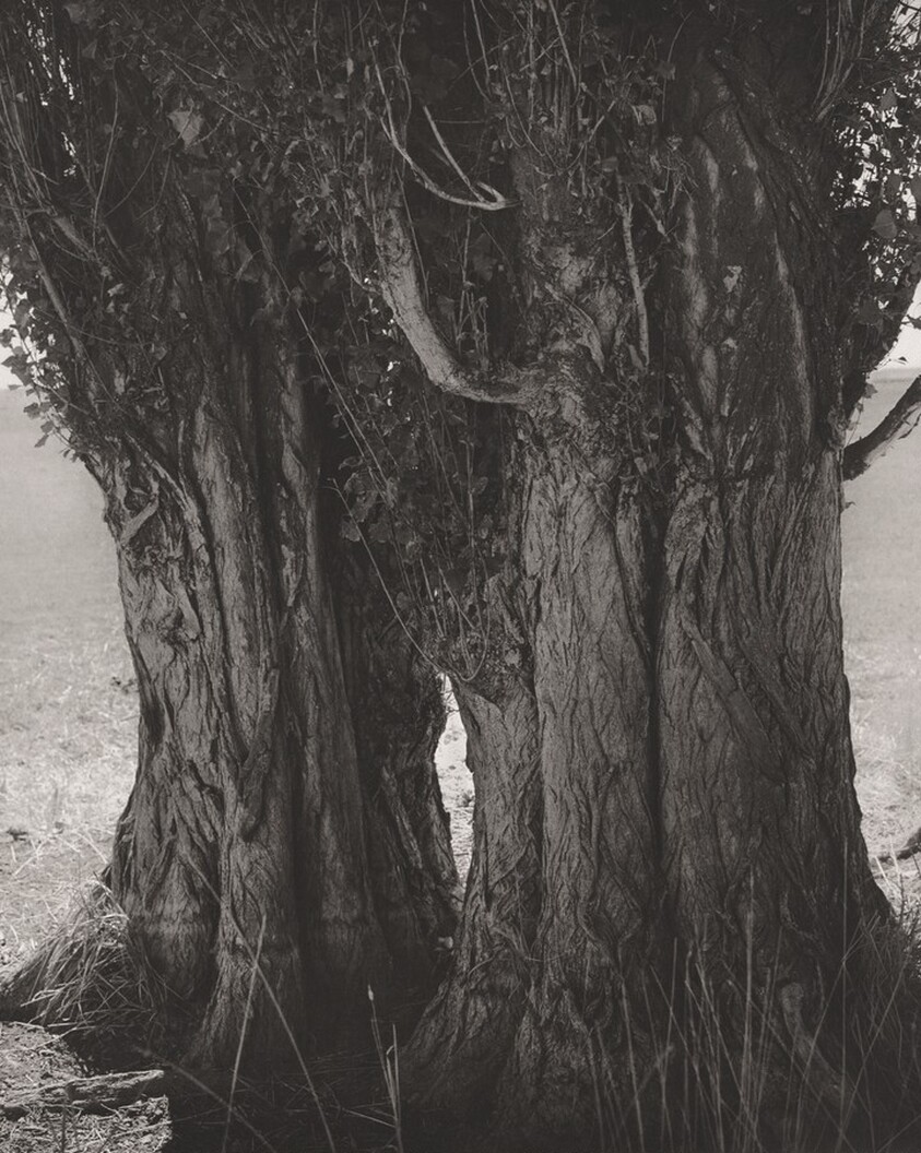 Poplars, Harney County, Oregon